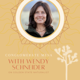 Interview with Wendy Schneider